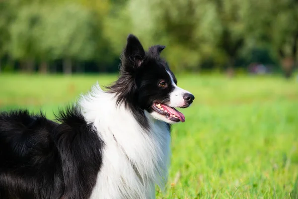 Young energetic dog on a walk. Border Collie. Emotions. Training of dogs. Whiskers, portrait, closeup. Enjoying, playing