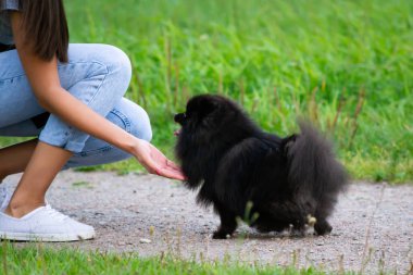 Köpek yavrusu Pomeranian Spitz sahibine dinler ve işlevleri komutunu yerine getirir. İtaatkar ve akıllı köpek. Eğitim, cynology, yoğun eğitim genç köpekler. Bir yolda genç enerjik köpek.