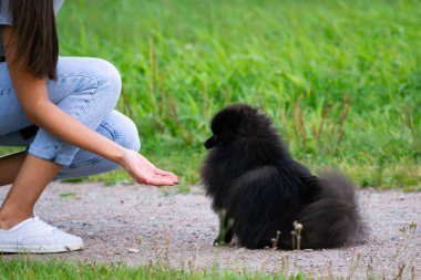 Köpek yavrusu Pomeranian Spitz sahibine dinler ve işlevleri komutunu yerine getirir. İtaatkar ve akıllı köpek. Eğitim, cynology, yoğun eğitim genç köpekler. Bir yolda genç enerjik köpek.