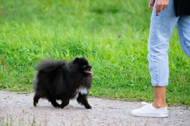 Köpek yavrusu Pomeranian Spitz sahibine dinler ve işlevleri komutunu yerine getirir. İtaatkar ve akıllı köpek. Eğitim, cynology, yoğun eğitim genç köpekler. Bir yolda genç enerjik köpek.