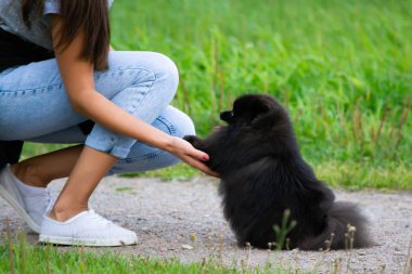 Köpek yavrusu Pomeranian Spitz sahibine dinler ve işlevleri komutunu yerine getirir. İtaatkar ve akıllı köpek. Eğitim, cynology, yoğun eğitim genç köpekler. Bir yolda genç enerjik köpek.