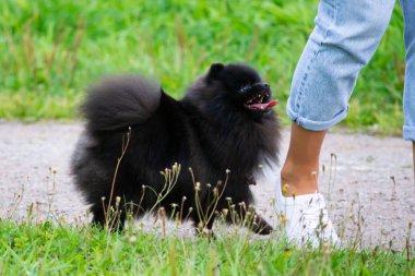 Köpek yavrusu Pomeranian Spitz sahibine dinler ve işlevleri komutunu yerine getirir. İtaatkar ve akıllı köpek. Eğitim, cynology, yoğun eğitim genç köpekler. Bir yolda genç enerjik köpek.