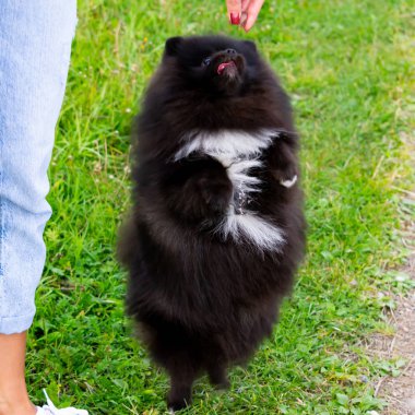 Köpek yavrusu Pomeranian Spitz sahibine dinler ve işlevleri komutunu yerine getirir. İtaatkar ve akıllı köpek. Eğitim, cynology, yoğun eğitim genç köpekler. Bir yolda genç enerjik köpek.