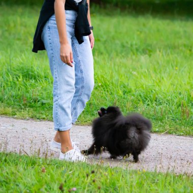 Köpek yavrusu Pomeranian Spitz sahibine dinler ve işlevleri komutunu yerine getirir. İtaatkar ve akıllı köpek. Eğitim, cynology, yoğun eğitim genç köpekler. Bir yolda genç enerjik köpek.