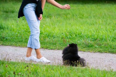 Köpek yavrusu Pomeranian Spitz sahibine dinler ve işlevleri komutunu yerine getirir. İtaatkar ve akıllı köpek. Eğitim, cynology, yoğun eğitim genç köpekler. Bir yolda genç enerjik köpek.