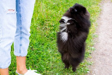 Köpek yavrusu Pomeranian Spitz sahibine dinler ve işlevleri komutunu yerine getirir. İtaatkar ve akıllı köpek. Eğitim, cynology, yoğun eğitim genç köpekler. Bir yolda genç enerjik köpek.
