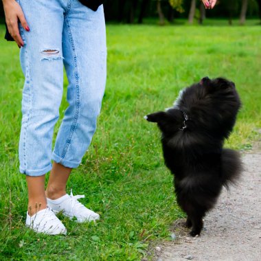 Köpek yavrusu Pomeranian Spitz sahibine dinler ve işlevleri komutunu yerine getirir. İtaatkar ve akıllı köpek. Eğitim, cynology, yoğun eğitim genç köpekler. Bir yolda genç enerjik köpek.