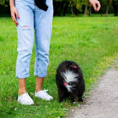 Köpek yavrusu Pomeranian Spitz sahibine dinler ve işlevleri komutunu yerine getirir. İtaatkar ve akıllı köpek. Eğitim, cynology, yoğun eğitim genç köpekler. Bir yolda genç enerjik köpek.