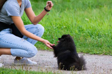 Köpek yavrusu Pomeranian Spitz sahibine dinler ve işlevleri komutunu yerine getirir. İtaatkar ve akıllı köpek. Eğitim, cynology, yoğun eğitim genç köpekler. Bir yolda genç enerjik köpek.