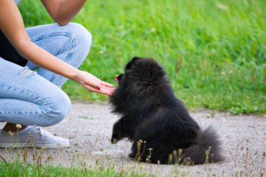 Köpek yavrusu Pomeranian Spitz sahibine dinler ve işlevleri komutunu yerine getirir. İtaatkar ve akıllı köpek. Eğitim, cynology, yoğun eğitim genç köpekler. Bir yolda genç enerjik köpek.