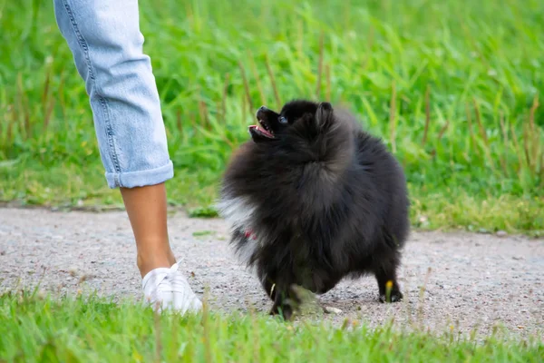 Köpek yavrusu Pomeranian Spitz sahibine dinler ve işlevleri komutunu yerine getirir. İtaatkar ve akıllı köpek. Eğitim, cynology, yoğun eğitim genç köpekler. Bir yolda genç enerjik köpek.