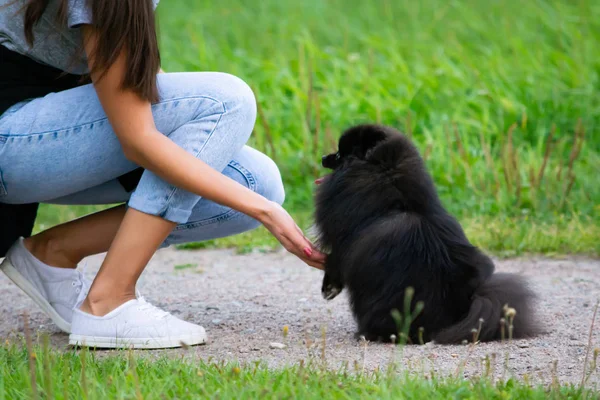 Köpek yavrusu Pomeranian Spitz sahibine dinler ve işlevleri komutunu yerine getirir. İtaatkar ve akıllı köpek. Eğitim, cynology, yoğun eğitim genç köpekler. Bir yolda genç enerjik köpek.