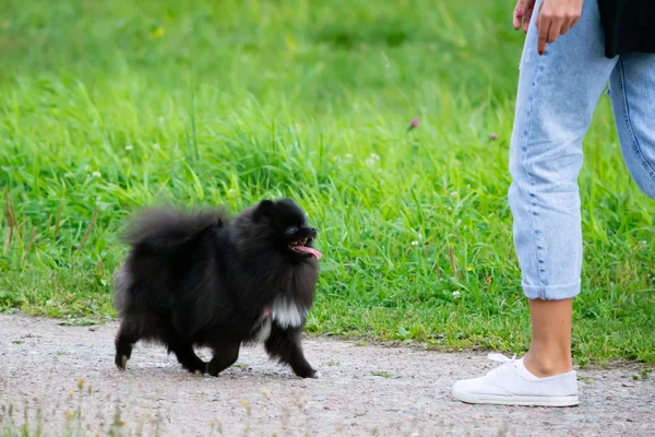 Köpek yavrusu Pomeranian Spitz sahibine dinler ve işlevleri komutunu yerine getirir. İtaatkar ve akıllı köpek. Eğitim, cynology, yoğun eğitim genç köpekler. Bir yolda genç enerjik köpek.