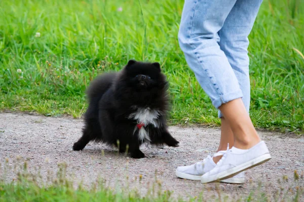 Köpek yavrusu Pomeranian Spitz sahibine dinler ve işlevleri komutunu yerine getirir. İtaatkar ve akıllı köpek. Eğitim, cynology, yoğun eğitim genç köpekler. Bir yolda genç enerjik köpek.