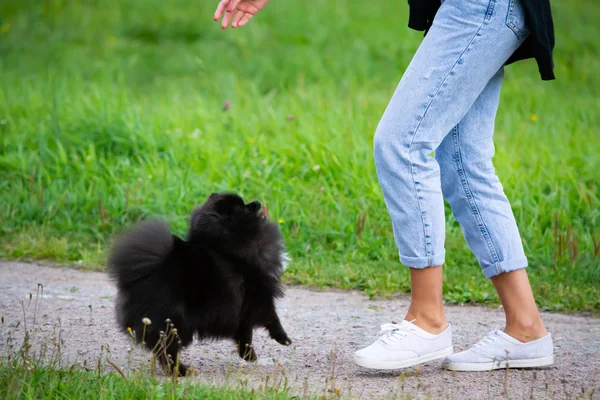 Puppy Pomeranian Spitz listens to the owner and performs functions on the command. Obedient and intelligent dog. Education, cynology, intensive training of young dogs. Young energetic dog on a walk.