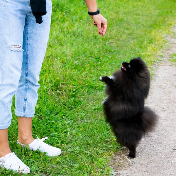 Köpek yavrusu Pomeranian Spitz sahibine dinler ve işlevleri komutunu yerine getirir. İtaatkar ve akıllı köpek. Eğitim, cynology, yoğun eğitim genç köpekler. Bir yolda genç enerjik köpek.