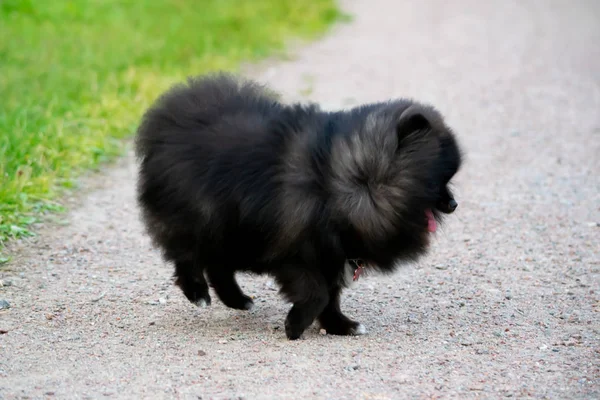 Puppy Pomeranian Spitz Listens Owner Performs Functions Command Obedient Intelligent — Stock Photo, Image