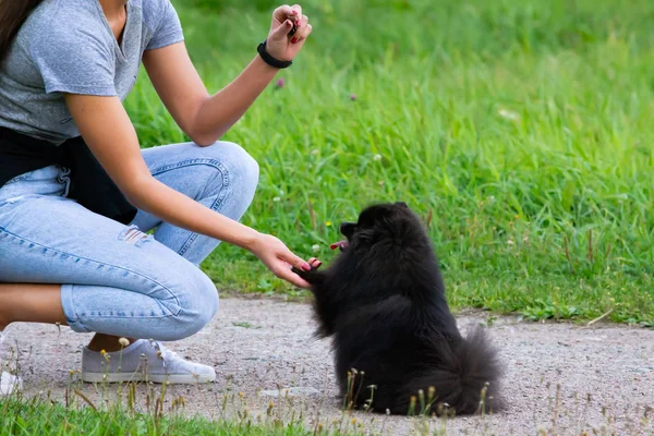 Köpek yavrusu Pomeranian Spitz sahibine dinler ve işlevleri komutunu yerine getirir. İtaatkar ve akıllı köpek. Eğitim, cynology, yoğun eğitim genç köpekler. Bir yolda genç enerjik köpek.