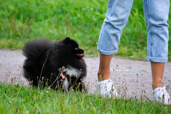Köpek yavrusu Pomeranian Spitz sahibine dinler ve işlevleri komutunu yerine getirir. İtaatkar ve akıllı köpek. Eğitim, cynology, yoğun eğitim genç köpekler. Bir yolda genç enerjik köpek.