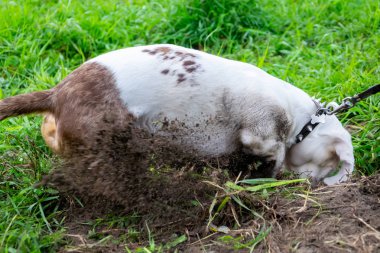 Genç enerjik köpek bir yürüyüş. Toprakta, bir kirli çift mermer dachshund standart rummages bir çukur kazıyor. Bıyık, portre, portre