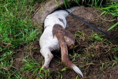 Genç enerjik köpek bir yürüyüş. Toprakta, bir kirli çift mermer dachshund standart rummages bir çukur kazıyor. Bıyık, portre, portre