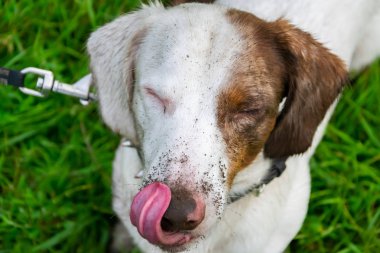 Genç enerjik köpek bir yürüyüş. Toprakta, bir kirli çift mermer dachshund standart rummages bir çukur kazıyor. Bıyık, portre, portre