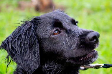 Köpek sahibine dinler ve işlevleri komutunu yerine getirir. Yürüyüşe itaatkâr ve akıllı köpek. Bıyık, portre, portre