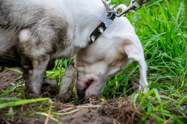 Young energetic dog on a walk. A dirty double marble dachshund standard rummages in the ground, digs a pit. Whiskers, portrait, closeup