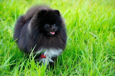 Onun sahibi ile köpek yavrusu Pomeranian Spitz. Genç enerjik köpek bir yürüyüş. Bıyık, portre, portre. Zevk, oynamak, yeşil arka plan