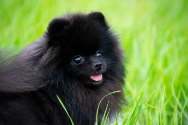 Onun sahibi ile köpek yavrusu Pomeranian Spitz. Genç enerjik köpek bir yürüyüş. Bıyık, portre, portre. Zevk, oynamak, yeşil arka plan
