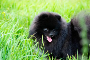 Onun sahibi ile köpek yavrusu Pomeranian Spitz. Genç bir enerjik köpeği yürüyüşe geziyor. Bıyık, portre, portre. Zevk, oynarken, arka plan kum.