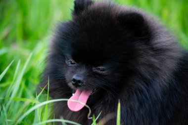 Onun sahibi ile köpek yavrusu Pomeranian Spitz. Genç bir enerjik köpeği yürüyüşe geziyor. Bıyık, portre, portre. Zevk, oynarken, arka plan kum.