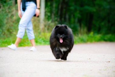 Onun sahibi ile köpek yavrusu Pomeranian Spitz. Genç bir enerjik köpeği yürüyüşe geziyor. Bıyık, portre, portre. Zevk, oynarken, arka plan kum. 