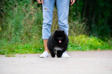 Onun sahibi ile köpek yavrusu Pomeranian Spitz. Genç bir enerjik köpeği yürüyüşe geziyor. Bıyık, portre, portre. Zevk, oynarken, arka plan kum. 