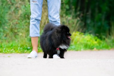 Onun sahibi ile köpek yavrusu Pomeranian Spitz. Genç bir enerjik köpeği yürüyüşe geziyor. Bıyık, portre, portre. Zevk, oynarken, arka plan kum. 