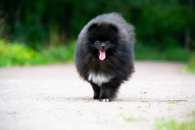 Onun sahibi ile köpek yavrusu Pomeranian Spitz. Genç bir enerjik köpeği yürüyüşe geziyor. Bıyık, portre, portre. Zevk, oynarken, arka plan kum. 