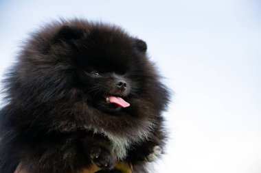 Onun sahibi ile köpek yavrusu Pomeranian Spitz. Genç enerjik köpek bir yürüyüş. Bıyık, portre, portre. Zevk, oynamak, gökyüzü arka plan 