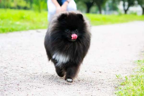 Puppy Pomeranian Spitz Its Owner Young Energetic Dog Walk Whiskers — Stock Photo, Image