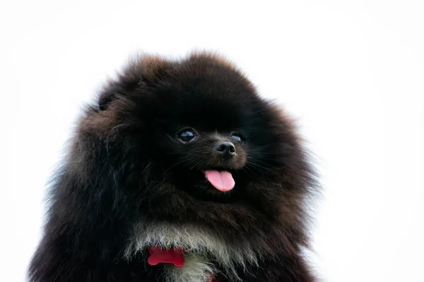 Valp Pomeranian Spitz Med Dess Ägare Ung Energisk Hund Promenad — Stockfoto