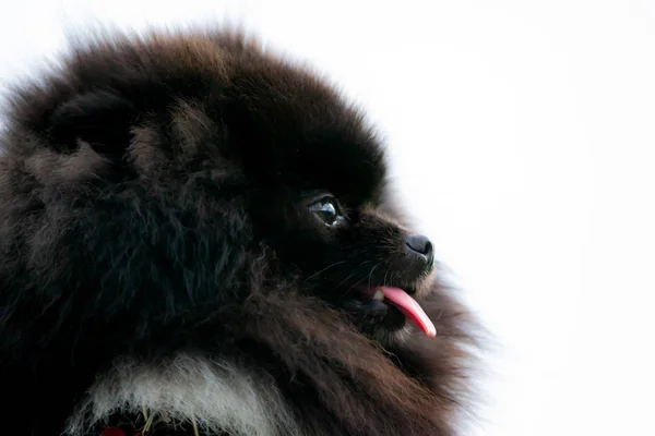 Valp Pomeranian Spitz Med Dess Ägare Ung Energisk Hund Promenad — Stockfoto