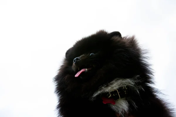 Cachorro Pomeranian Spitz Con Dueño Joven Perro Enérgico Paseo Whiskers —  Fotos de Stock
