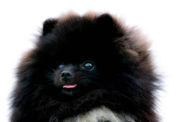 Puppy Pomeranian Spitz Com Seu Dono Jovem Cão Enérgico Uma — Fotografia de Stock