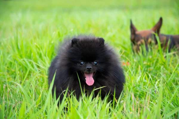 Valp Pomeranian Spitz Med Dess Ägare Ung Energisk Hund Promenad — Stockfoto