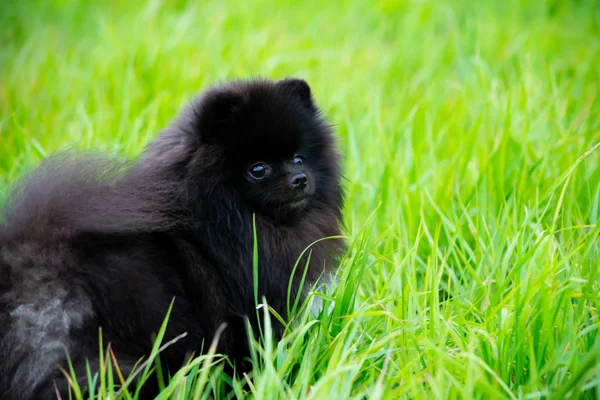 Cucciolo Pomerania Spitz Con Suo Proprietario Giovane Cane Energico Una — Foto Stock