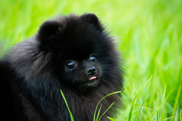 Cucciolo Pomerania Spitz Con Suo Proprietario Giovane Cane Energico Una — Foto Stock