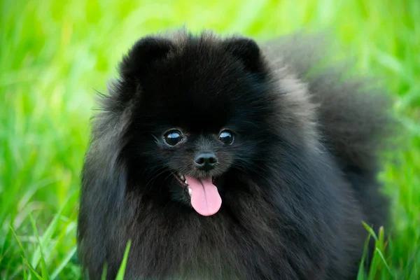 Valp Pomeranian Spitz Med Dess Ägare Ung Energisk Hund Körs — Stockfoto