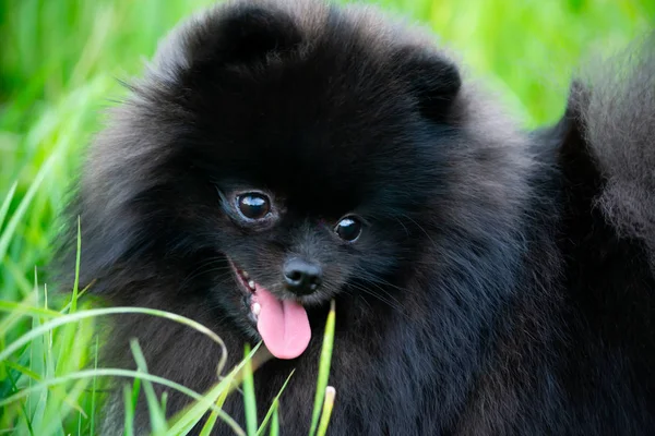 Cucciolo Pomerania Spitz Con Suo Proprietario Giovane Cane Energico Sta — Foto Stock