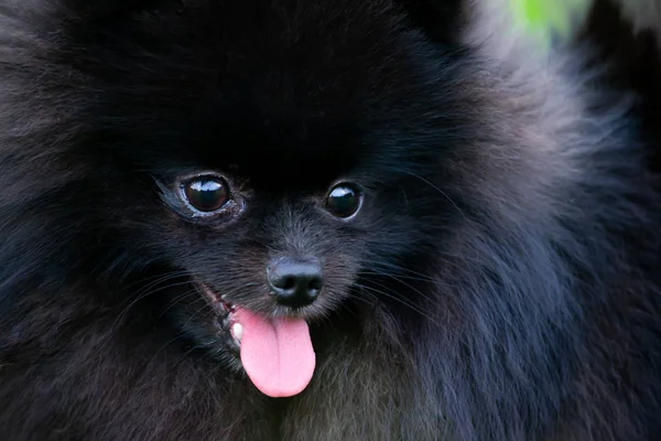 Valp Pomeranian Spitz Med Dess Ägare Ung Energisk Hund Körs — Stockfoto