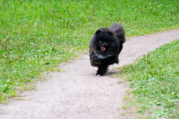 Valp Pomeranian Spitz Med Dess Ägare Ung Energisk Hund Promenad — Stockfoto