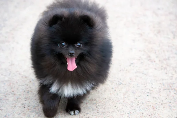 Puppy Pomeranian Spitz Com Seu Dono Jovem Cão Enérgico Está — Fotografia de Stock